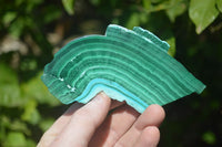 Polished Malacolla Slices x 6 From Kalukundi Mine, Congo