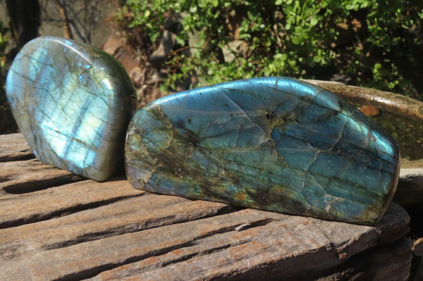 Polished Labradorite Standing Free Forms x 2 From Tulear, Madagascar - Toprock Gemstones and Minerals 
