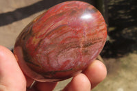 Polished Red Podocarpus Petrified Wood Palm Stones x 12 From Madagascar - Toprock Gemstones and Minerals 