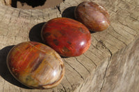 Polished Red Podocarpus Petrified Wood Palm Stones x 12 From Madagascar - Toprock Gemstones and Minerals 