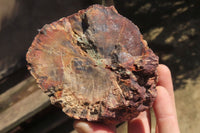 Polished Petrified Wood Branch Pieces x 3 From Gokwe, Zimbabwe - Toprock Gemstones and Minerals 