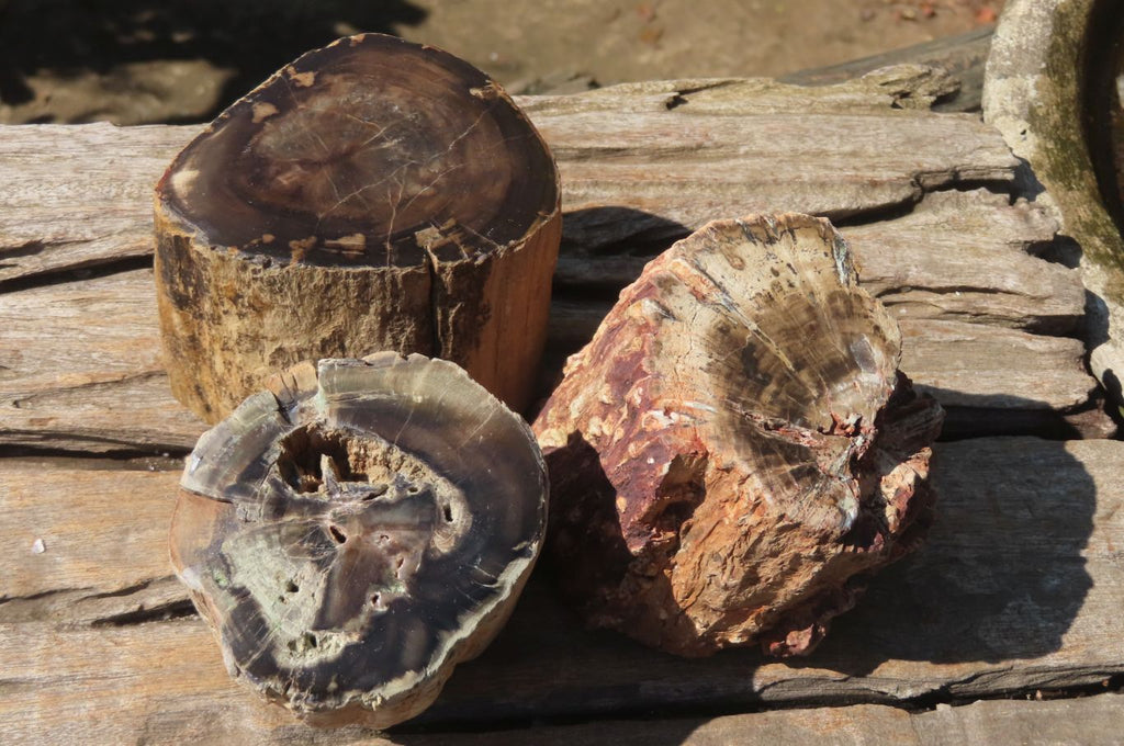 Polished Petrified Wood Branch Pieces x 3 From Gokwe, Zimbabwe - Toprock Gemstones and Minerals 