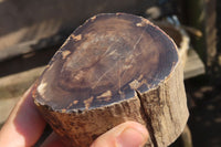 Polished Petrified Wood Branch Pieces x 3 From Gokwe, Zimbabwe - Toprock Gemstones and Minerals 