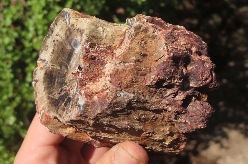 Polished Petrified Wood Branch Pieces x 3 From Gokwe, Zimbabwe - Toprock Gemstones and Minerals 