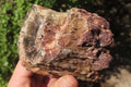 Polished Petrified Wood Branch Pieces x 3 From Gokwe, Zimbabwe - Toprock Gemstones and Minerals 
