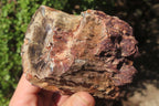 Polished Petrified Wood Branch Pieces x 3 From Gokwe, Zimbabwe - Toprock Gemstones and Minerals 
