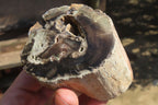 Polished Petrified Wood Branch Pieces x 3 From Gokwe, Zimbabwe - Toprock Gemstones and Minerals 