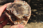 Polished Petrified Wood Branch Pieces x 3 From Gokwe, Zimbabwe - Toprock Gemstones and Minerals 