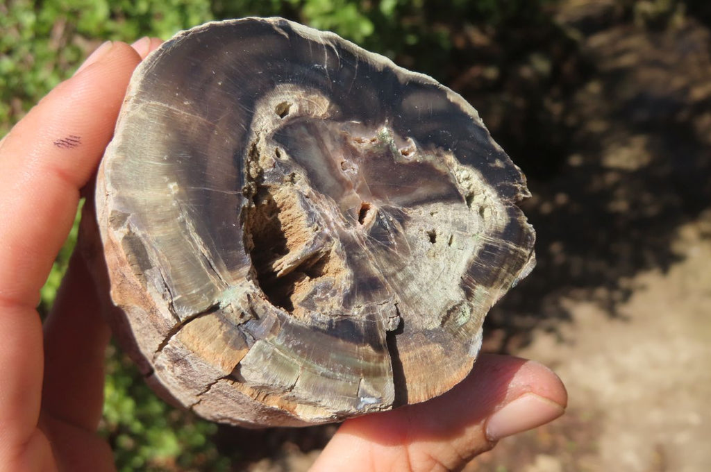 Polished Petrified Wood Branch Pieces x 3 From Gokwe, Zimbabwe - Toprock Gemstones and Minerals 