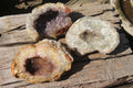 Natural Mixed Zululand Geodes x 3 from Jozini, South Africa - Toprock Gemstones and Minerals 