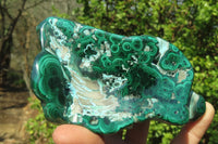 Polished Flower Banded Malacolla Free Forms x 4 From Congo - Toprock Gemstones and Minerals 