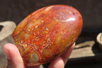 Polished Carnelian Standing Free Forms x 6 From Madagascar - Toprock Gemstones and Minerals 