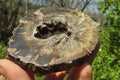 Polished Petrified Wood Slices x 6 From Gokwe, Zimbabwe - Toprock Gemstones and Minerals 