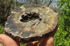 Polished Petrified Wood Slices x 6 From Gokwe, Zimbabwe - Toprock Gemstones and Minerals 
