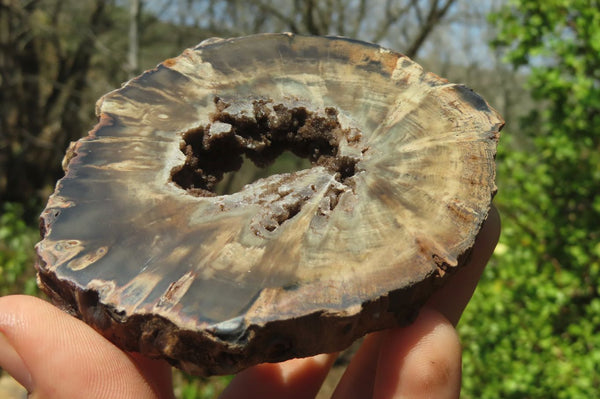Polished Petrified Wood Slices x 6 From Gokwe, Zimbabwe