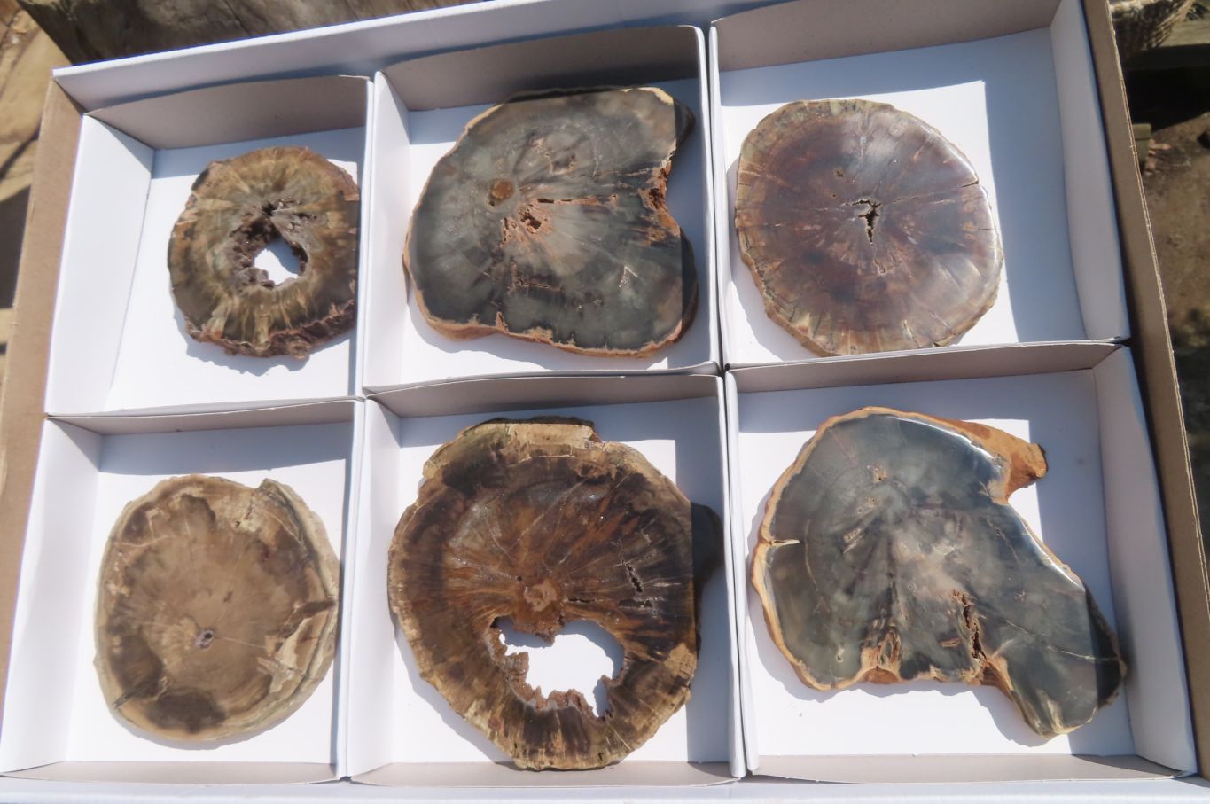 Polished Petrified Wood Slices x 6 From Gokwe, Zimbabwe - Toprock Gemstones and Minerals 