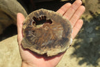 Polished Petrified Wood Slices x 6 From Gokwe, Zimbabwe - Toprock Gemstones and Minerals 