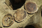 Polished Petrified Wood Slices x 6 From Gokwe, Zimbabwe - Toprock Gemstones and Minerals 