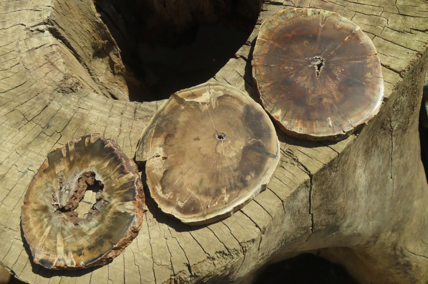 Polished Petrified Wood Slices x 6 From Gokwe, Zimbabwe - Toprock Gemstones and Minerals 