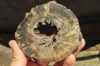 Polished Petrified Wood Slices x 6 From Gokwe, Zimbabwe - Toprock Gemstones and Minerals 