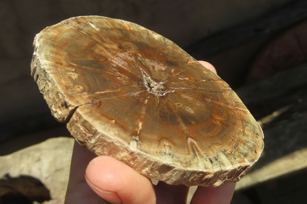 Polished Petrified Wood Slices x 6 From Gokwe, Zimbabwe - Toprock Gemstones and Minerals 