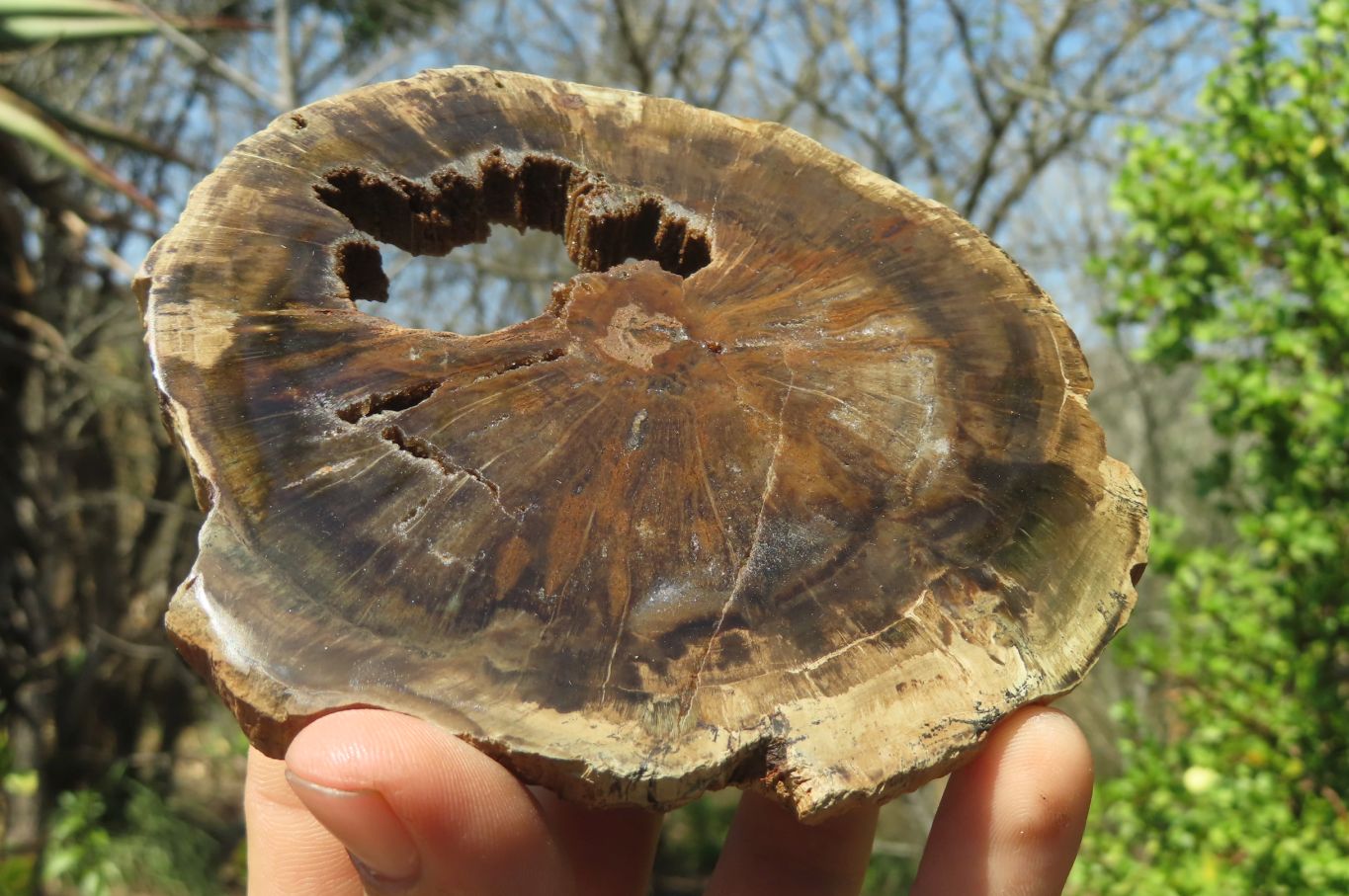 Polished Petrified Wood Slices x 6 From Gokwe, Zimbabwe - Toprock Gemstones and Minerals 