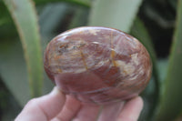 Polished Red Podocarpus Petrified Wood Standing Free Forms x 3 From Madagascar - Toprock Gemstones and Minerals 
