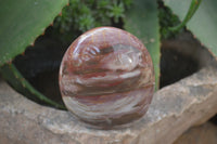 Polished Red Podocarpus Petrified Wood Standing Free Forms x 3 From Madagascar - Toprock Gemstones and Minerals 
