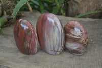 Polished Red Podocarpus Petrified Wood Standing Free Forms x 3 From Madagascar - Toprock Gemstones and Minerals 
