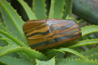 Polished Tiger's Eye Free Forms x 3 From Prieska, South Africa