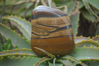Polished Tiger's Eye Free Forms x 4 From Prieska, South Africa