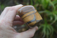 Polished Tiger's Eye Free Forms x 4 From Prieska, South Africa
