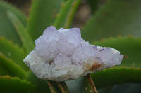 Natural Ametrine Spirit Quartz Clusters x 12 From Boekenhouthoek, South Africa