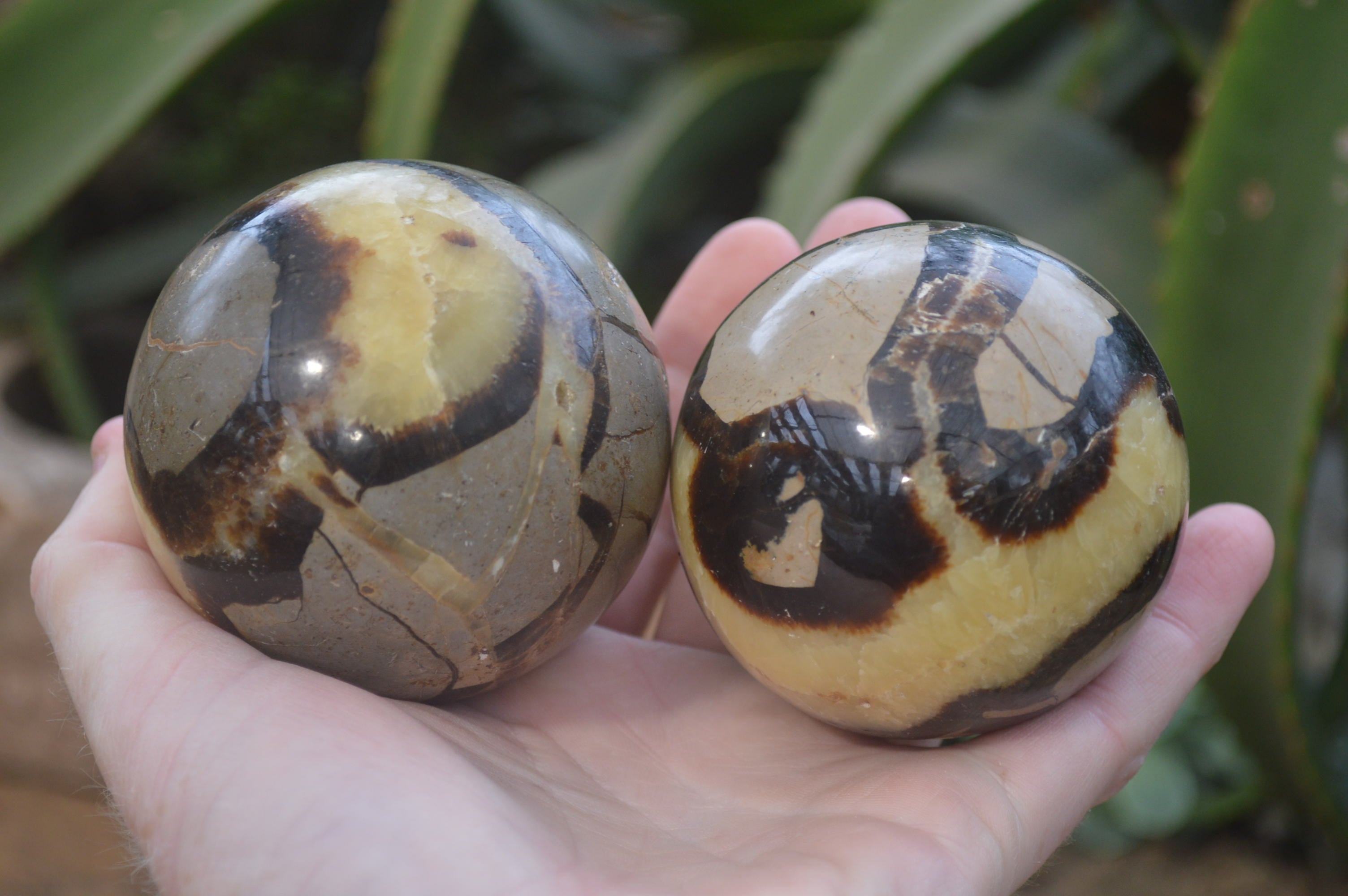 Polished Septerye Spheres x 6 From Mahajanga, Madagascar - Toprock Gemstones and Minerals 