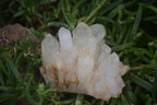 Natural Clear Quartz Clusters x 12 From Madagascar - Toprock Gemstones and Minerals 