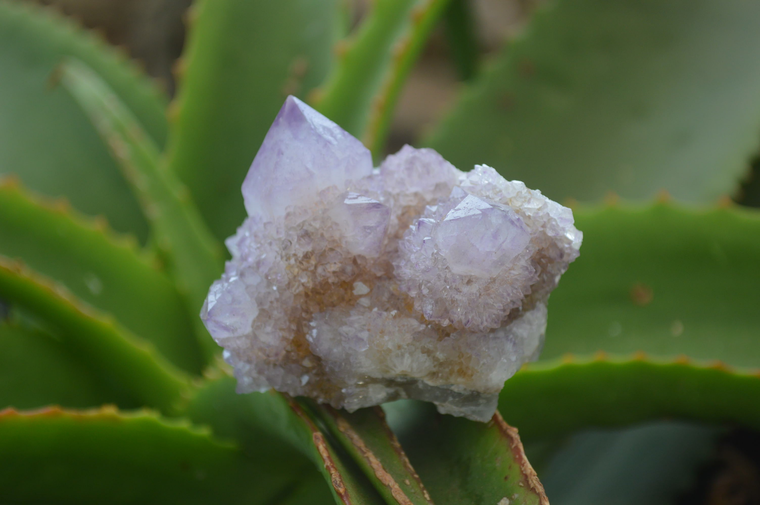 Natural Amethyst Spirit Quartz Clusters x 6 From Boekenhouthoek, South Africa - Toprock Gemstones and Minerals 