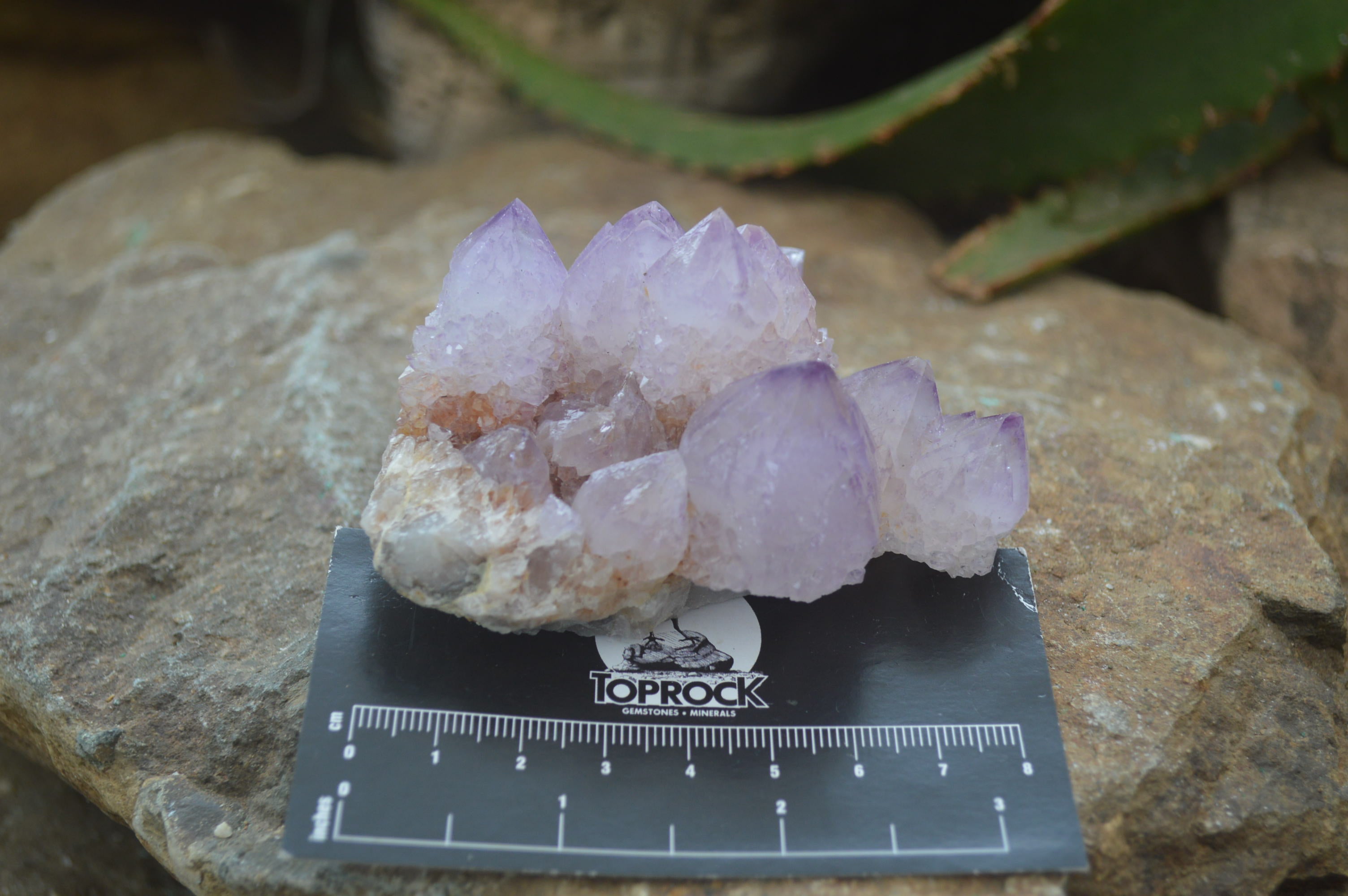Natural Amethyst Spirit Quartz Clusters x 6 From Boekenhouthoek, South Africa - Toprock Gemstones and Minerals 