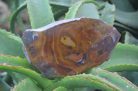 Polished On One Side Nguni Jasper Specimens x 2 From Prieska, South Africa - Toprock Gemstones and Minerals 