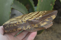 Polished On One Side Nguni Jasper Specimens x 2 From Prieska, South Africa - Toprock Gemstones and Minerals 