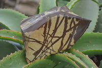 Polished On One Side Nguni Jasper Specimens x 2 From Prieska, South Africa - Toprock Gemstones and Minerals 