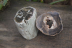 Polished Petrified Wood Branch Pieces x 2 From Gokwe, Zimbabwe - Toprock Gemstones and Minerals 
