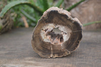 Polished Petrified Wood Branch Pieces x 2 From Gokwe, Zimbabwe - Toprock Gemstones and Minerals 