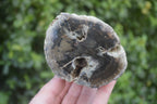 Polished Petrified Wood Branch Pieces x 2 From Gokwe, Zimbabwe - Toprock Gemstones and Minerals 