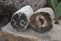 Polished Petrified Wood Branch Pieces x 2 From Gokwe, Zimbabwe - Toprock Gemstones and Minerals 