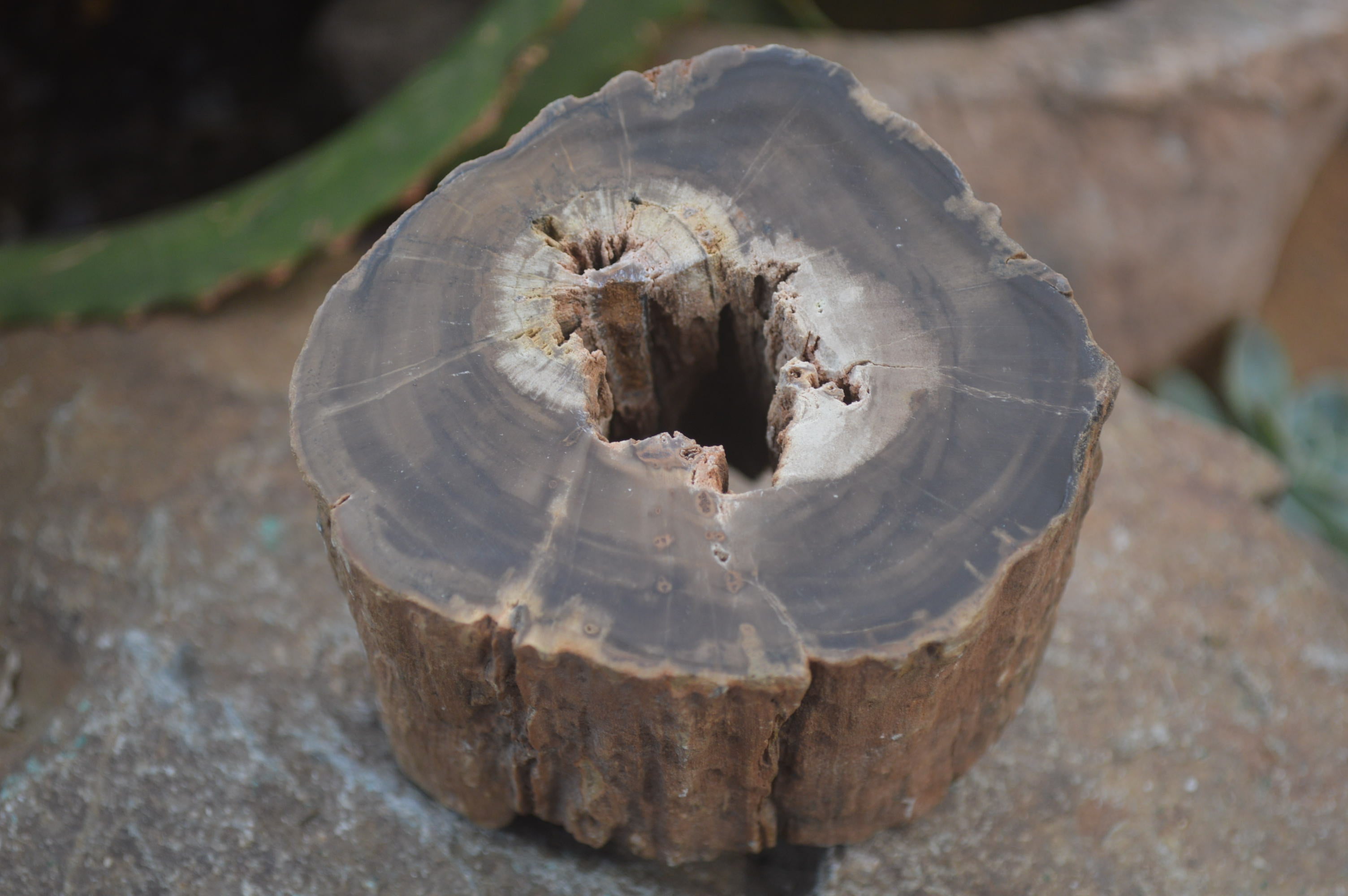 Polished Petrified Wood Branch Pieces x 2 From Gokwe, Zimbabwe - Toprock Gemstones and Minerals 