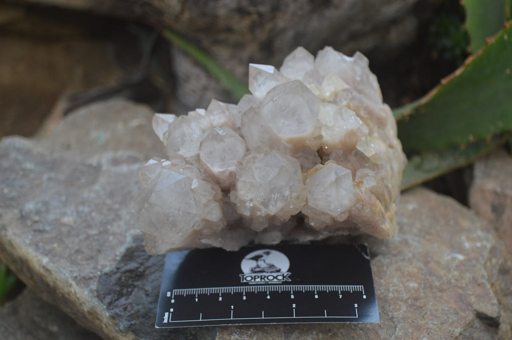 Natural Smokey Phantom Quartz Clusters x 2 From Luena, Congo - Toprock Gemstones and Minerals 