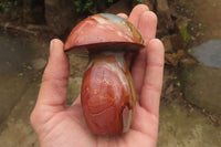 Polished Polychrome Jasper Mushrooms x 5 From Madagascar - Toprock Gemstones and Minerals 