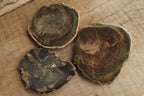 Polished Petrified Wood Slices x 6 From Gokwe, Zimbabwe - Toprock Gemstones and Minerals 