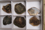 Polished Petrified Wood Slices x 6 From Gokwe, Zimbabwe - Toprock Gemstones and Minerals 