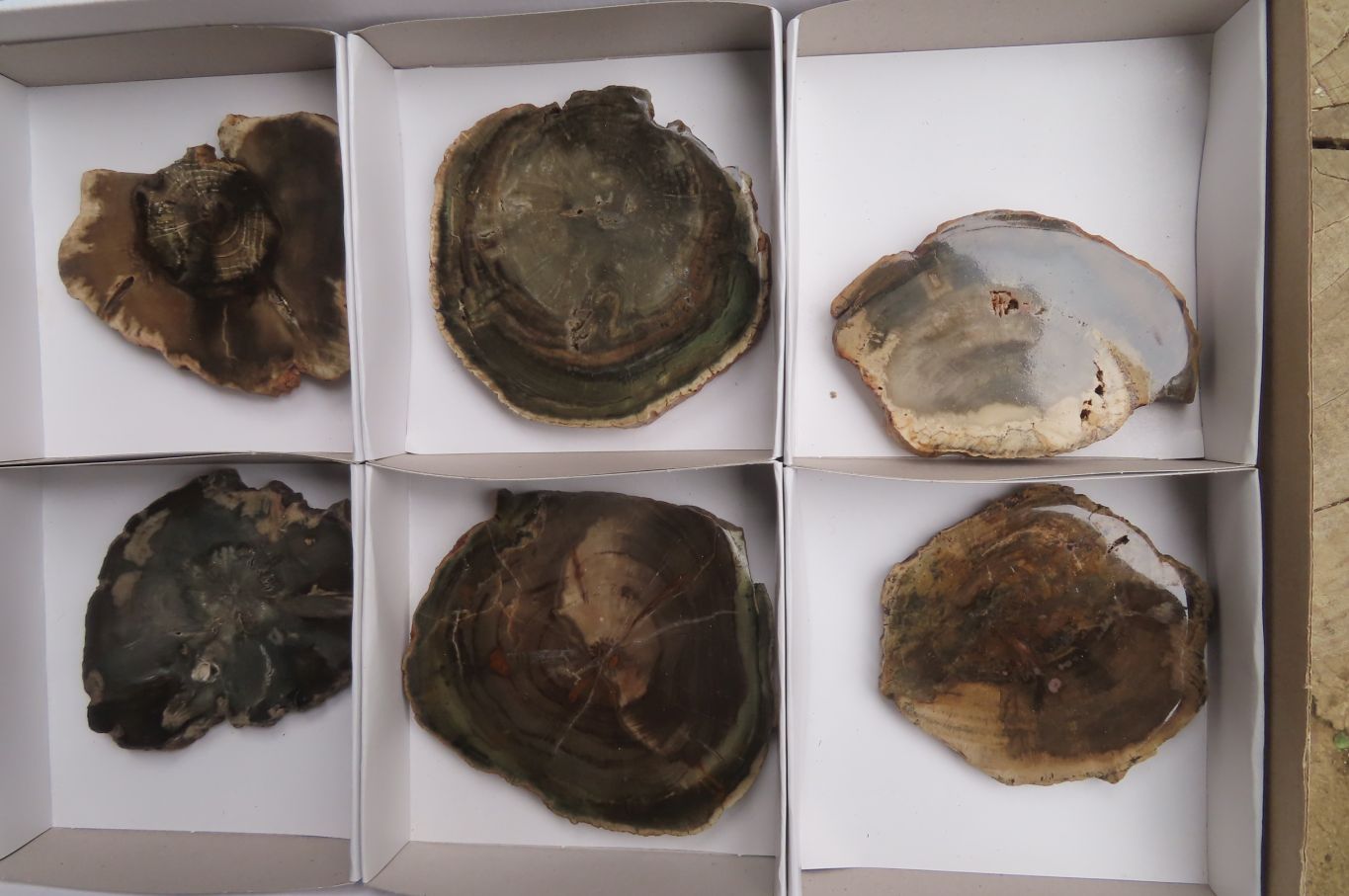 Polished Petrified Wood Slices x 6 From Gokwe, Zimbabwe - Toprock Gemstones and Minerals 